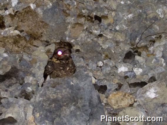 Abyssinian Nightjar (Caprimulgus poliocephalus)