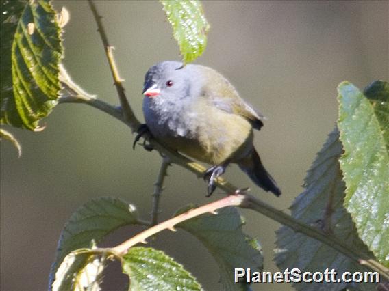 Yellow-bellied Waxbill (Coccopygia quartinia)