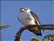 Augur Buzzard (Buteo augur)