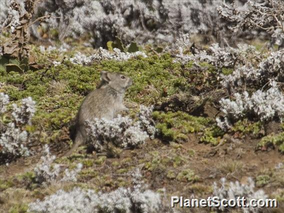 Blick's Grass Rat (Arvicanthis blicki)