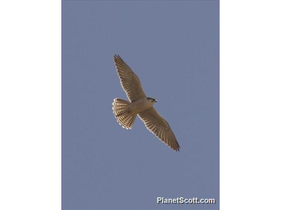 Lanner Falcon (Falco biarmicus)