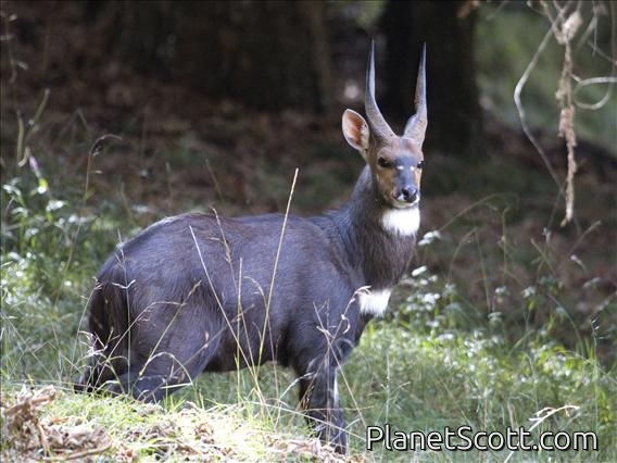 Southern Bushbuck (Tragelaphus sylvaticus)