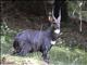 Bushbuck (Tragelaphus scriptus)