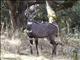 Mountain Nyala (Tragelaphus buxtoni) - Male