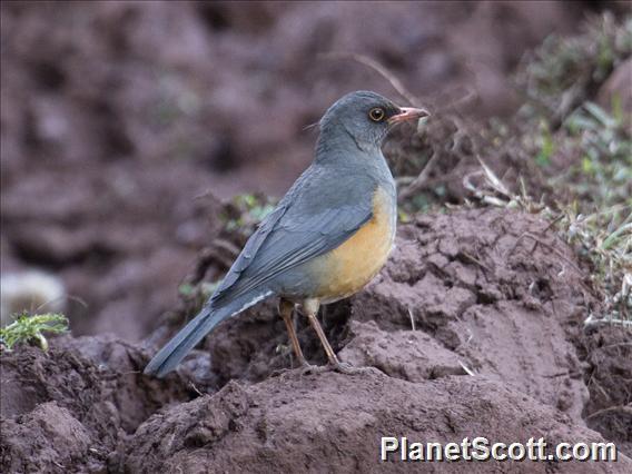 Abyssinian Thrush (Turdus abyssinicus)