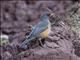 Abyssinian Thrush (Turdus abyssinicus)