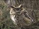 Abyssinian Owl (Asio abyssinicus)