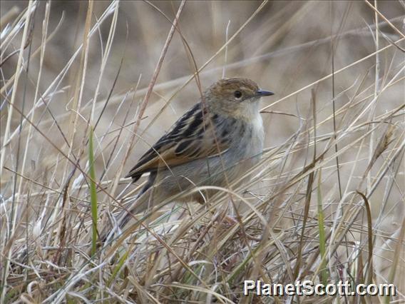 Ethiopian Cisticola (Cisticola lugubris)