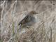 Ethiopian Cisticola (Cisticola lugubris)