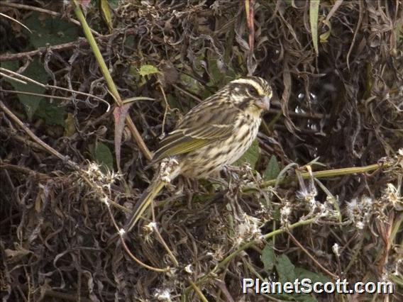 Streaky Seedeater (Crithagra striolata)