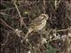 Streaky Seedeater (Crithagra striolatus)