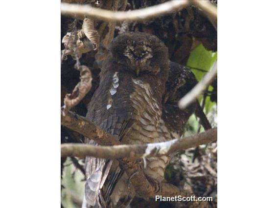 African Wood-Owl (Strix woodfordii)