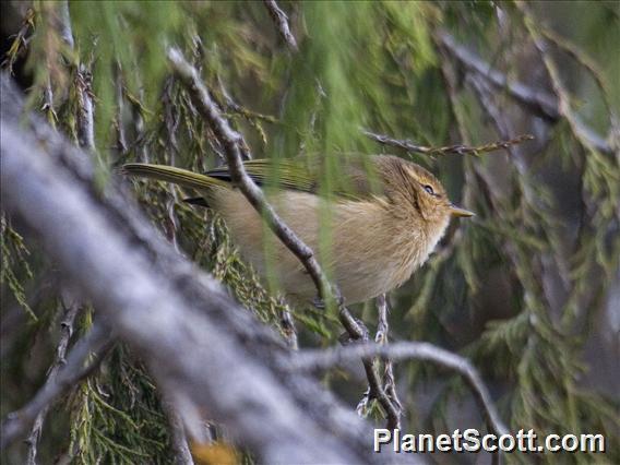 Brown Woodland-Warbler (Phylloscopus umbrovirens)