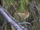 Brown Woodland-Warbler (Phylloscopus umbrovirens)