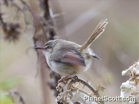 Tawny-flanked Prinia (Prinia subflava)