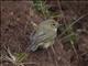 Common Chiffchaff (Phylloscopus collybita)