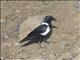 Pied Crow (Corvus albus)