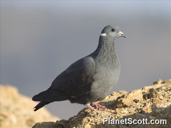 White-collared Pigeon (Columba albitorques)