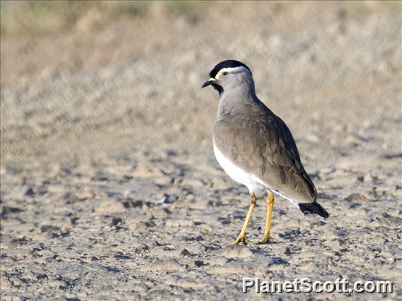 Spot-breasted Lapwing (Vanellus melanocephalus)