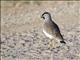 Spot-breasted Lapwing (Vanellus melanocephalus)