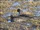 Yellow-billed Duck (Anas undulata)