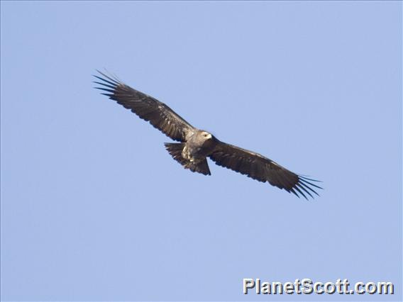 Lesser Spotted Eagle (Clanga pomarina)