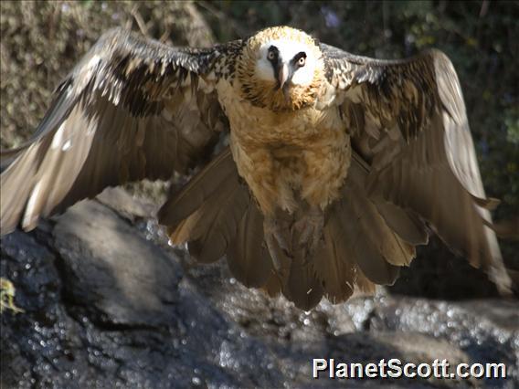 Bearded Vulture (Gypaetus barbatus)