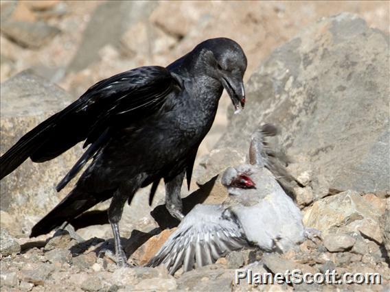 Fan-tailed Raven (Corvus rhipidurus)