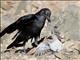 Fan-tailed Raven (Corvus rhipidurus)