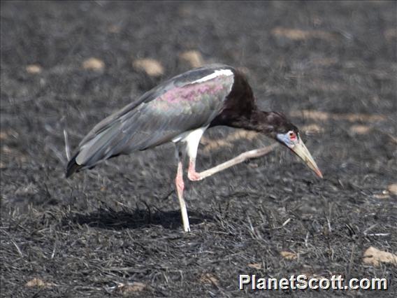 Abdim's Stork (Ciconia abdimii)