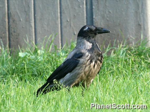 Hooded Crow (Corvus cornix)