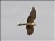 Montagus Harrier (Circus pygargus)