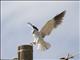 Black-shouldered Kite (Elanus caeruleus)