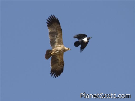 Tawny Eagle (Aquila rapax) - Mobbed by Pied Crow