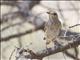 Rufous-tailed Rock-Thrush (Monticola saxatilis) - Female