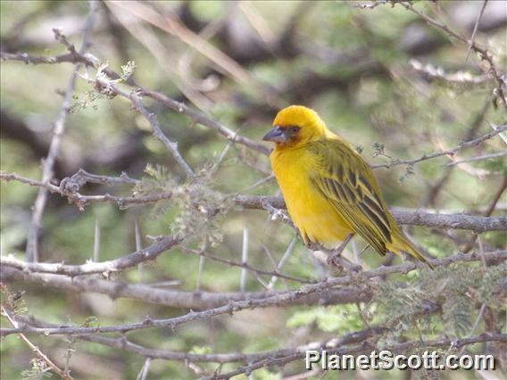 Rueppell's Weaver (Ploceus galbula)