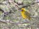 Rueppells Weaver (Ploceus galbula)