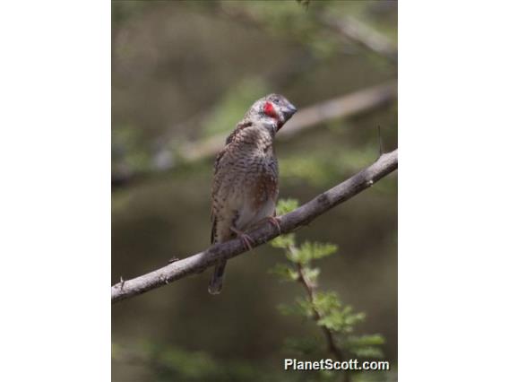 Cut-throat (Amadina fasciata)