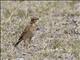 African Pipit (Anthus cinnamomeus)