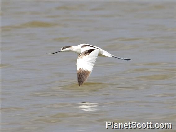 Pied Avocet (Recurvirostra avosetta)