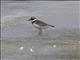 Common Ringed Plover (Charadrius hiaticula)