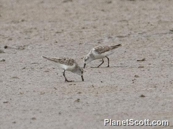 Little Stint (Calidris minuta)