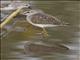 Wood Sandpiper (Tringa glareola)