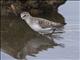 Little Stint (Calidris minuta)