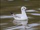 Black-headed Gull (Larus ridibundus)