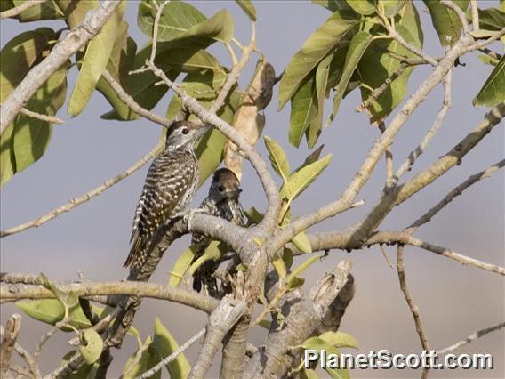 Cardinal Woodpecker (Dendropicos fuscescens)