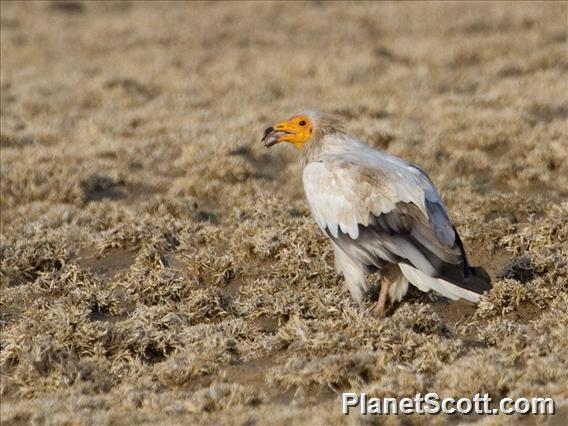 Egyptian Vulture (Neophron percnopterus)