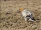 Egyptian Vulture (Neophron percnopterus)