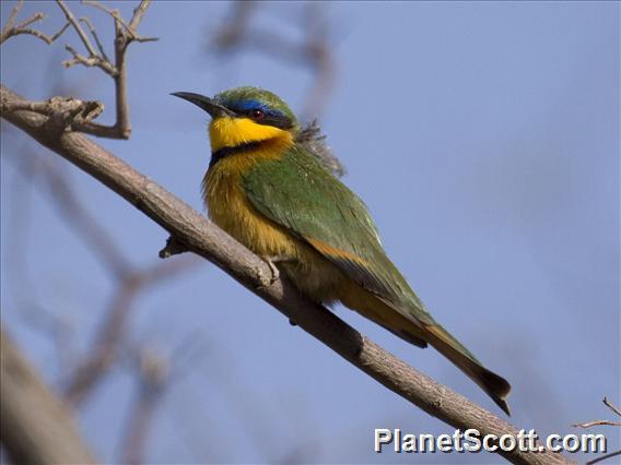 Little Bee-eater (Merops pusillus)