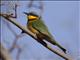 Little Bee-eater (Merops pusillus)